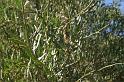 Nephila_ZZ304_D3423_Z_78_E. of Nuendah homestead_Australie